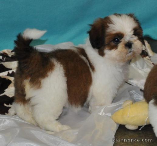 chiot Shih Tzu LOF a donner