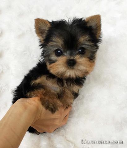 Yorkie Puppies for sale