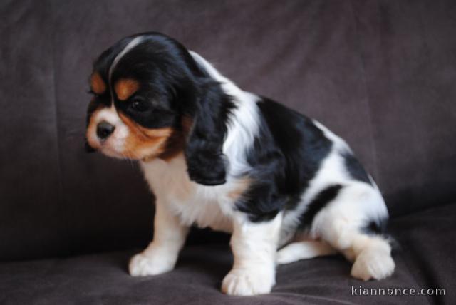 A donner chiot cavalier king charles spaniel femelle