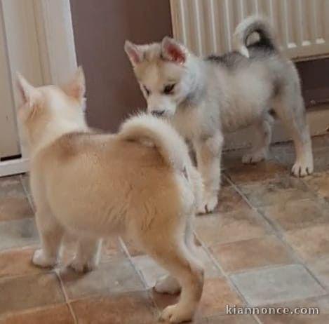 bébés husky sibérien 