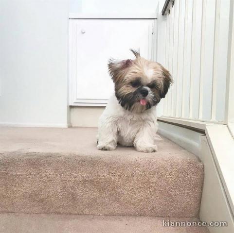  Chiots shih tzu non LOF 