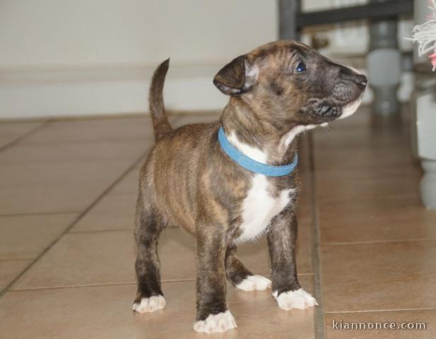 Chiot Bull Terrier lof a donner