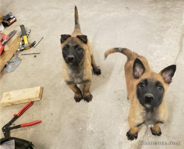Magnifiques Chiots malinois à donner.