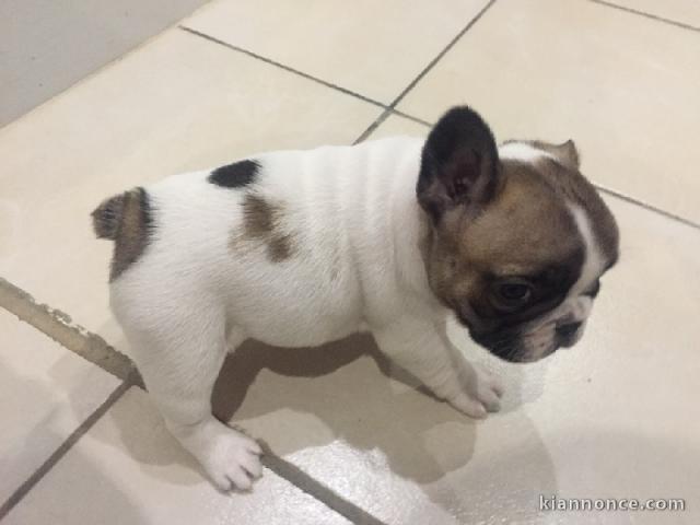 Je cèdes chiot Bouledogue Français mâle à une famille