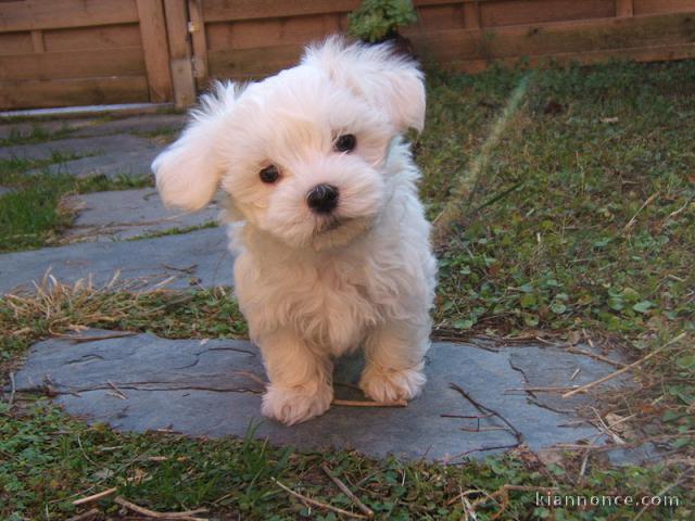 Chiot bichon maltais trois mois