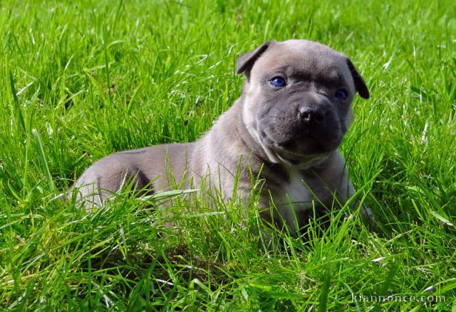 Chiot american staffordshire terrier lof a donner