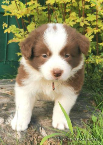 chiots Border collie lof a donner