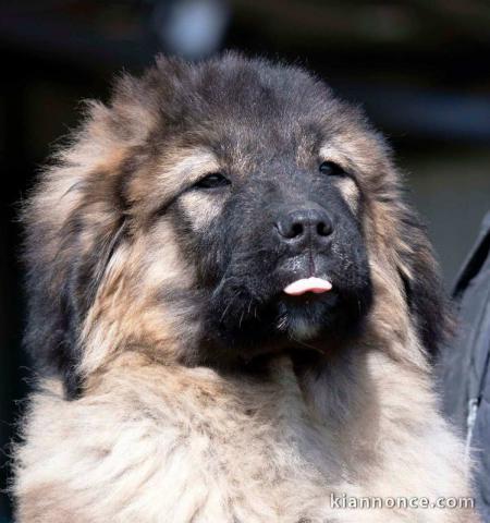 Chien de berger du Caucase chiots