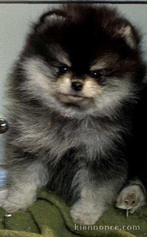 Spitz de Poméranie chiots à vendre