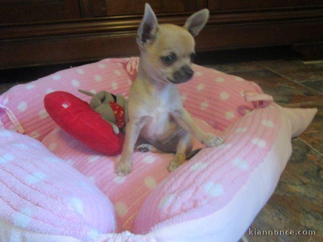 chiot chihuahua femelle propre obéissante