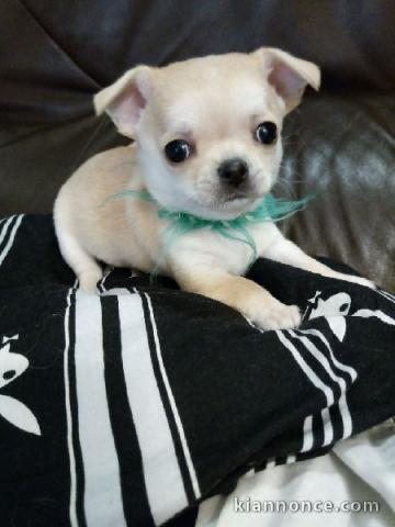 chiot chihuahua femelle propre obéissante