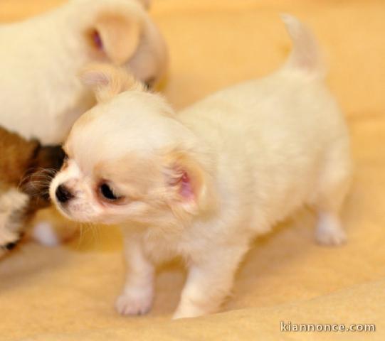 chiot chihuahua femelle propre obéissante