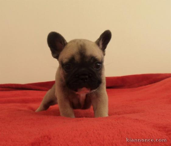 Chiot Bouledogue Français lof a donner