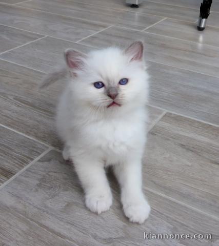 Chatons Sacré de Birmanie