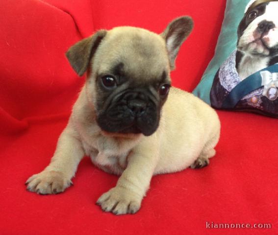 Chiot Bouledogue Français a donner