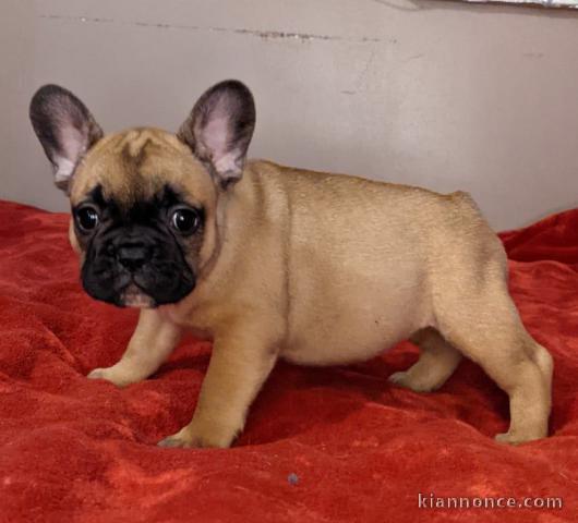 Chiot Bouledogue Français lof à donner