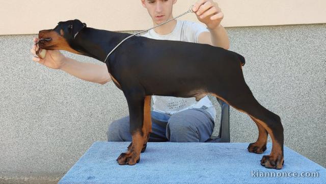 Dobermann chiots à vendre