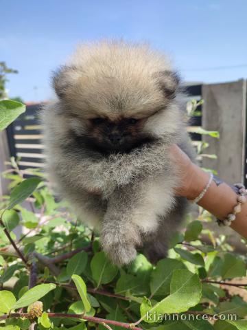 Spitz de Poméranie chiot