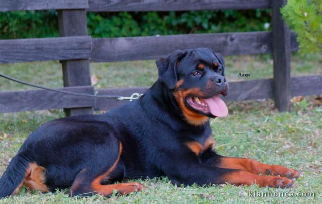 Rottweiler chiots à vendre