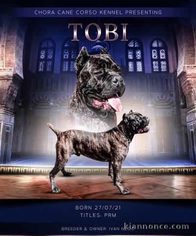 Cane Corso garçon à vendre