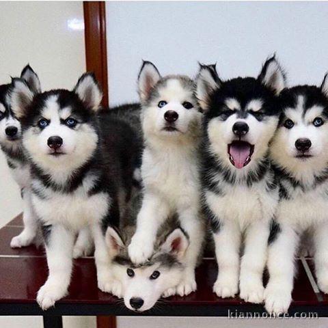 Superbes chiots Husky