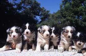 Chiots bergers australien