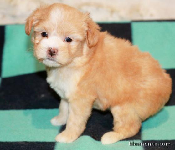 Petit chien lion adorable 