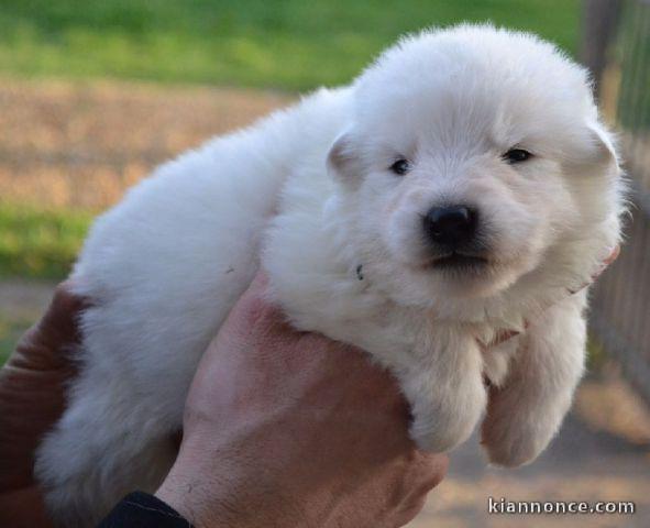 Donne chiot type Berger Blanc Suisse.
