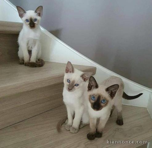 Magnifiques Chatons Siamois 