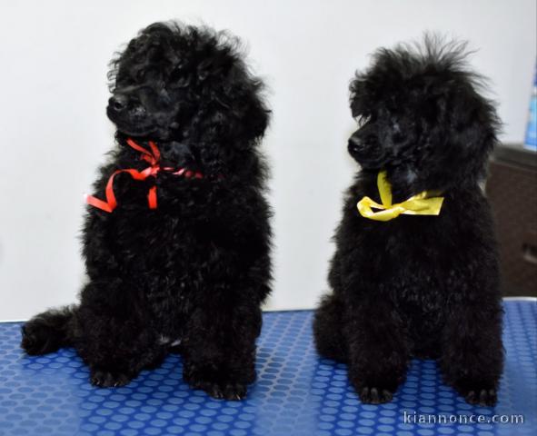 Caniche Toy chiots à vendre