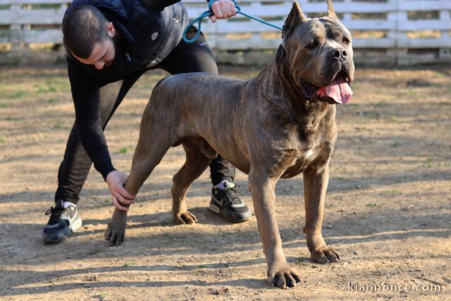 Cane Corso garçon à vendre