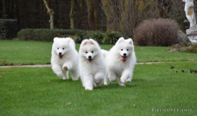 Chiots samoyede..........