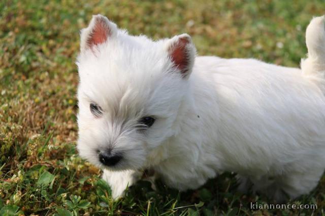 Adorables chiots Westie a donner 