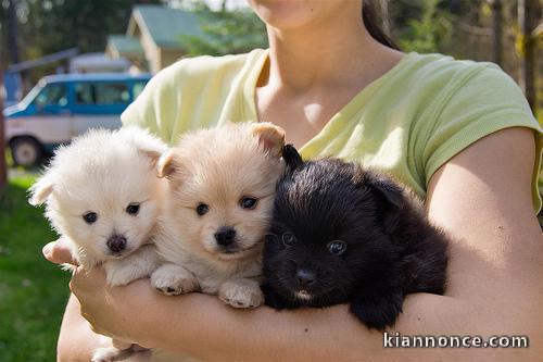 Chiots de race spitz nain lof