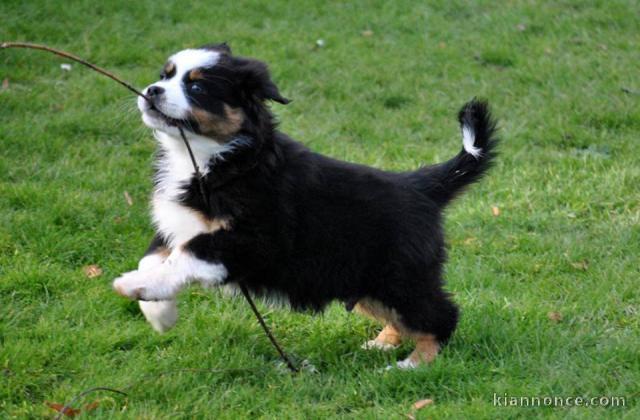 Chien Berger Australien femelle à donner