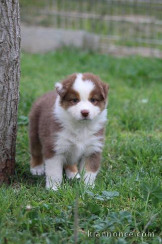 Donne chien Berger Australien femelle non LOF