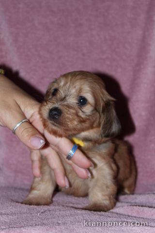 Bichon havanais chiots