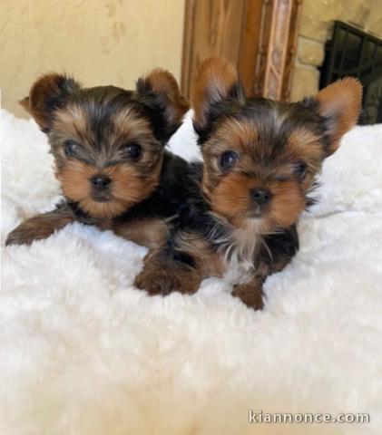 Adorables chiots Yorkies Je préfère lequel et je crois que