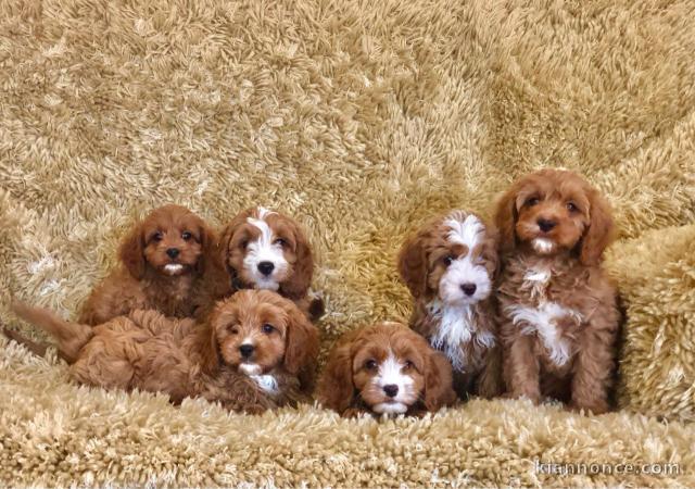 Chiots Cavapoo prêts pour leur nouvelle maison