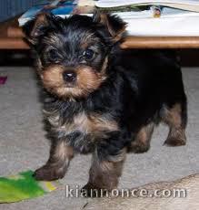 Don chiot femelle yorkshire