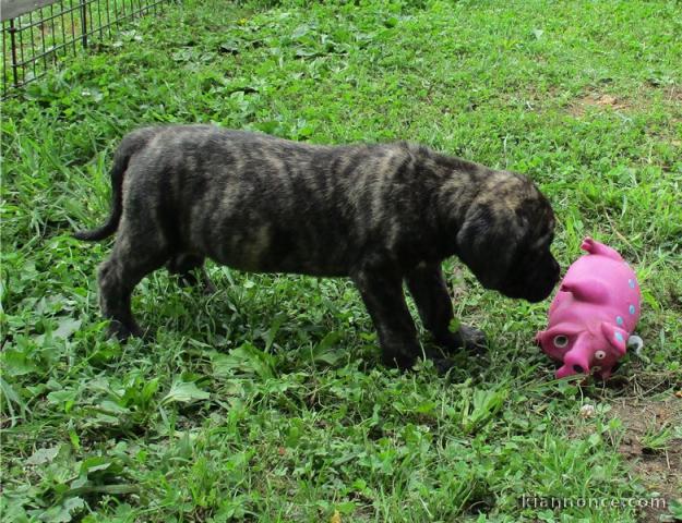 Magnifiques chiots Mastiff a donner