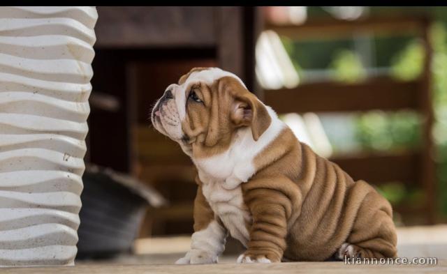3 chiots bulldog anglais disponible