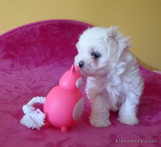 Donne chiot bichon maltais femelle