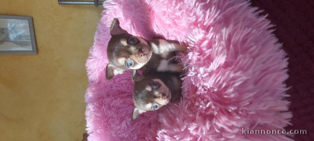  A Donner Chiots Chihuahua