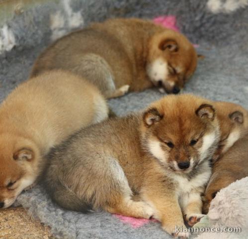 Superbes chiots  Shiba INU 