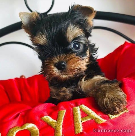 Chiot type yorkshire pour adoption