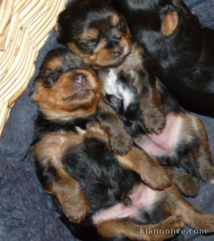 Chiot type yorkshire pour adoption