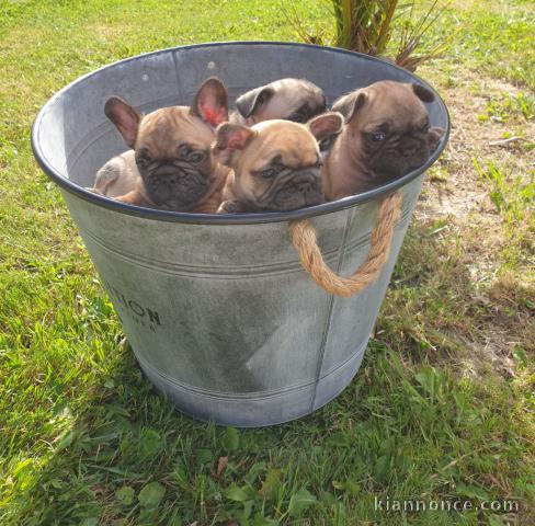 Magnifiques chiots Bouledogue Français bringé  