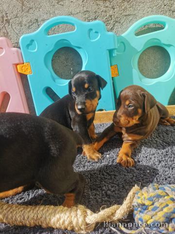 Chiots Dobermann Adoption