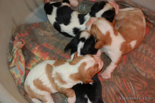 Chiots Cavalier King Charles Offre